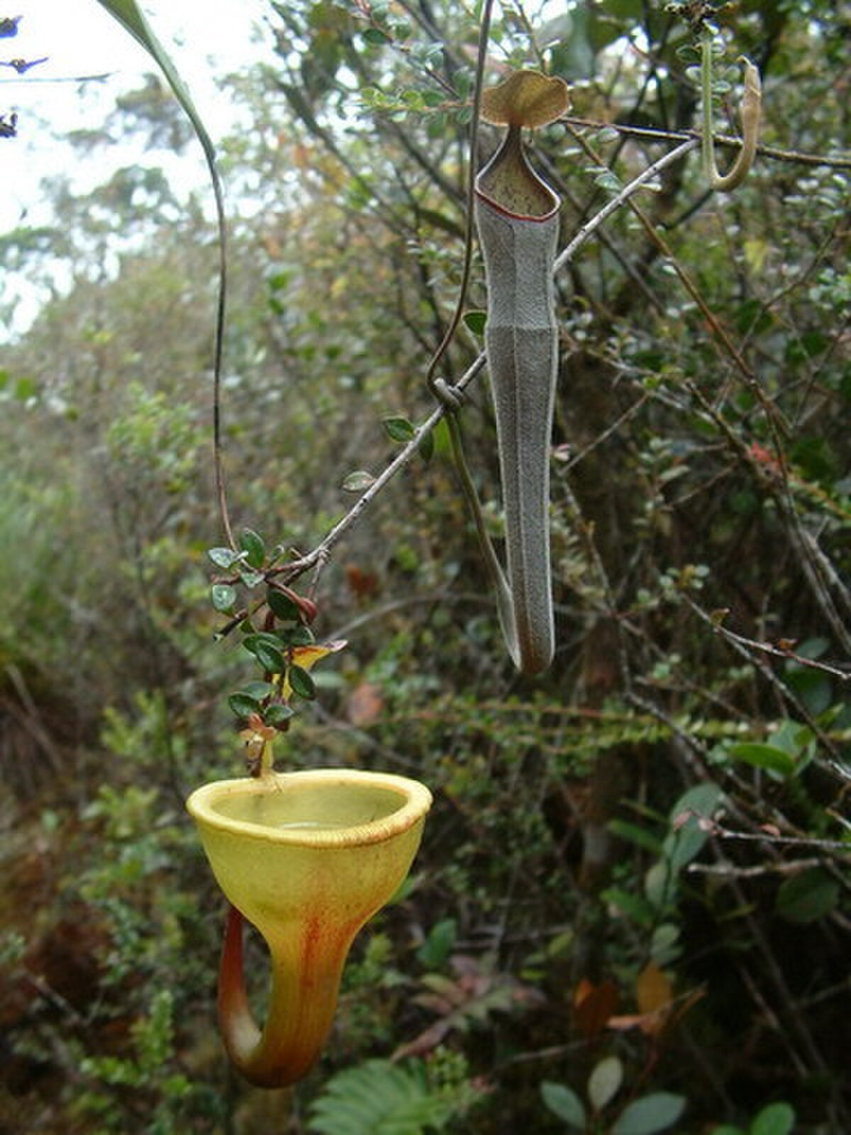 Nepenthes lingulata