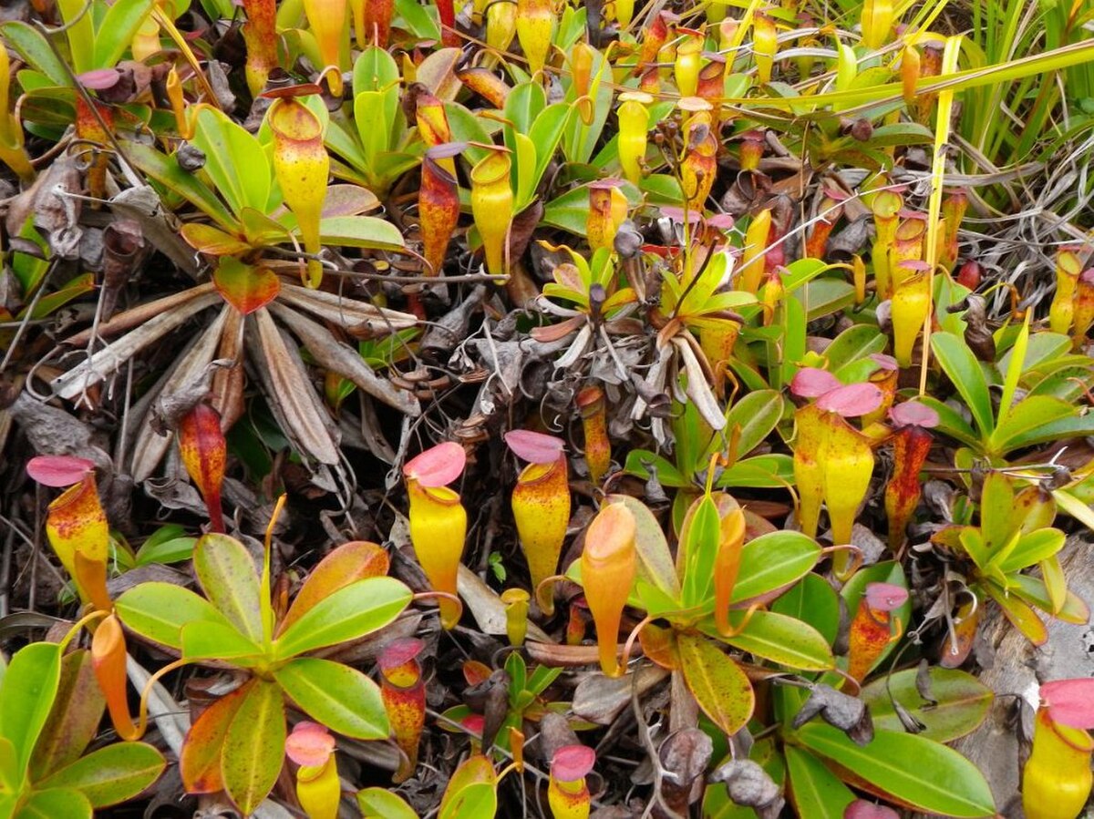 Nepenthes pervillei