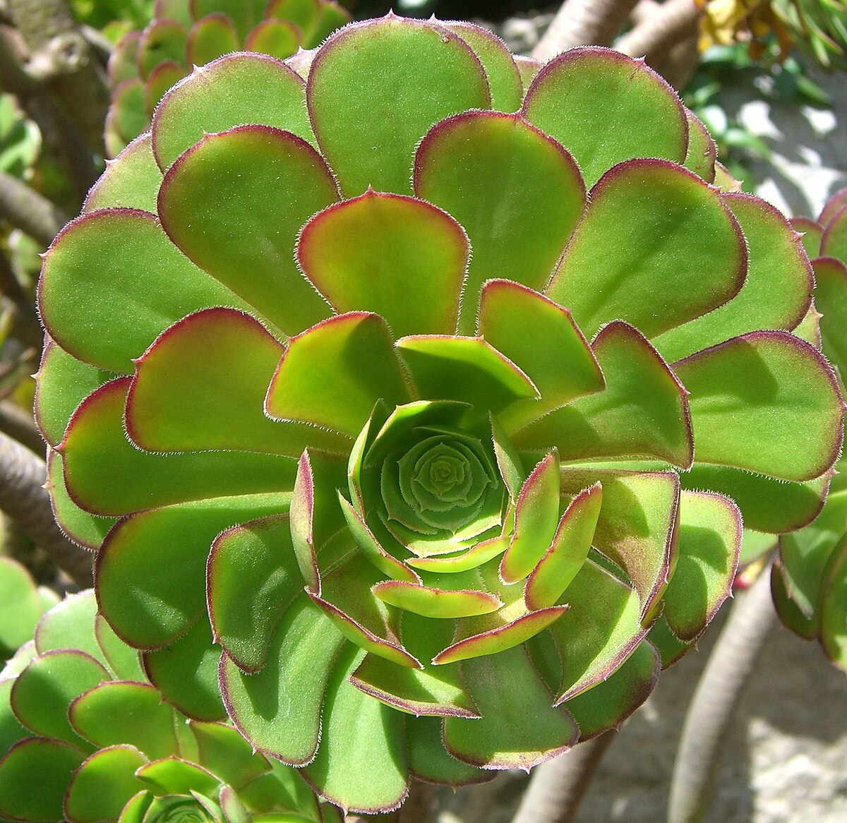 Aeonium arboreum