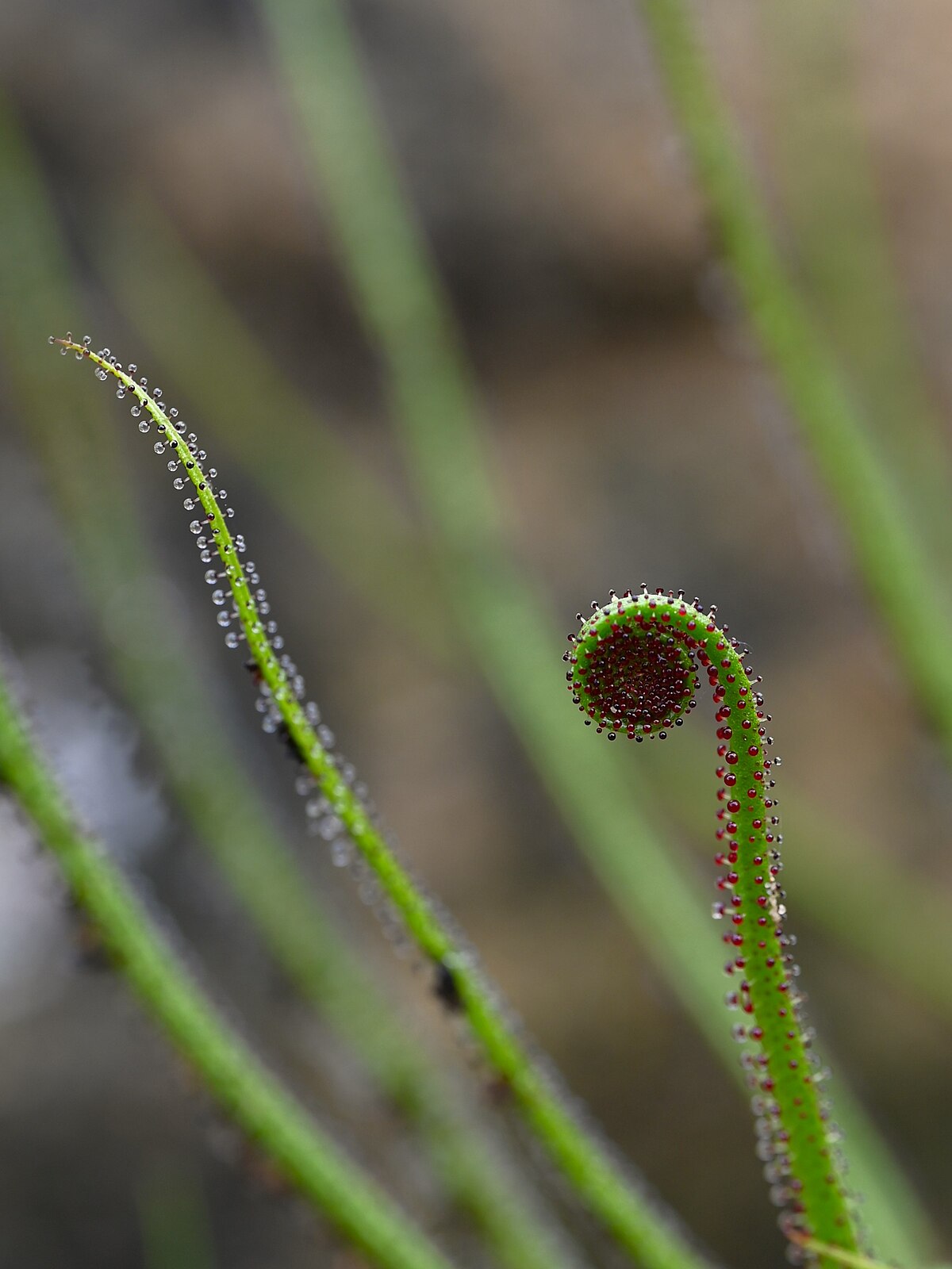 Drosophyllum lusitanicum