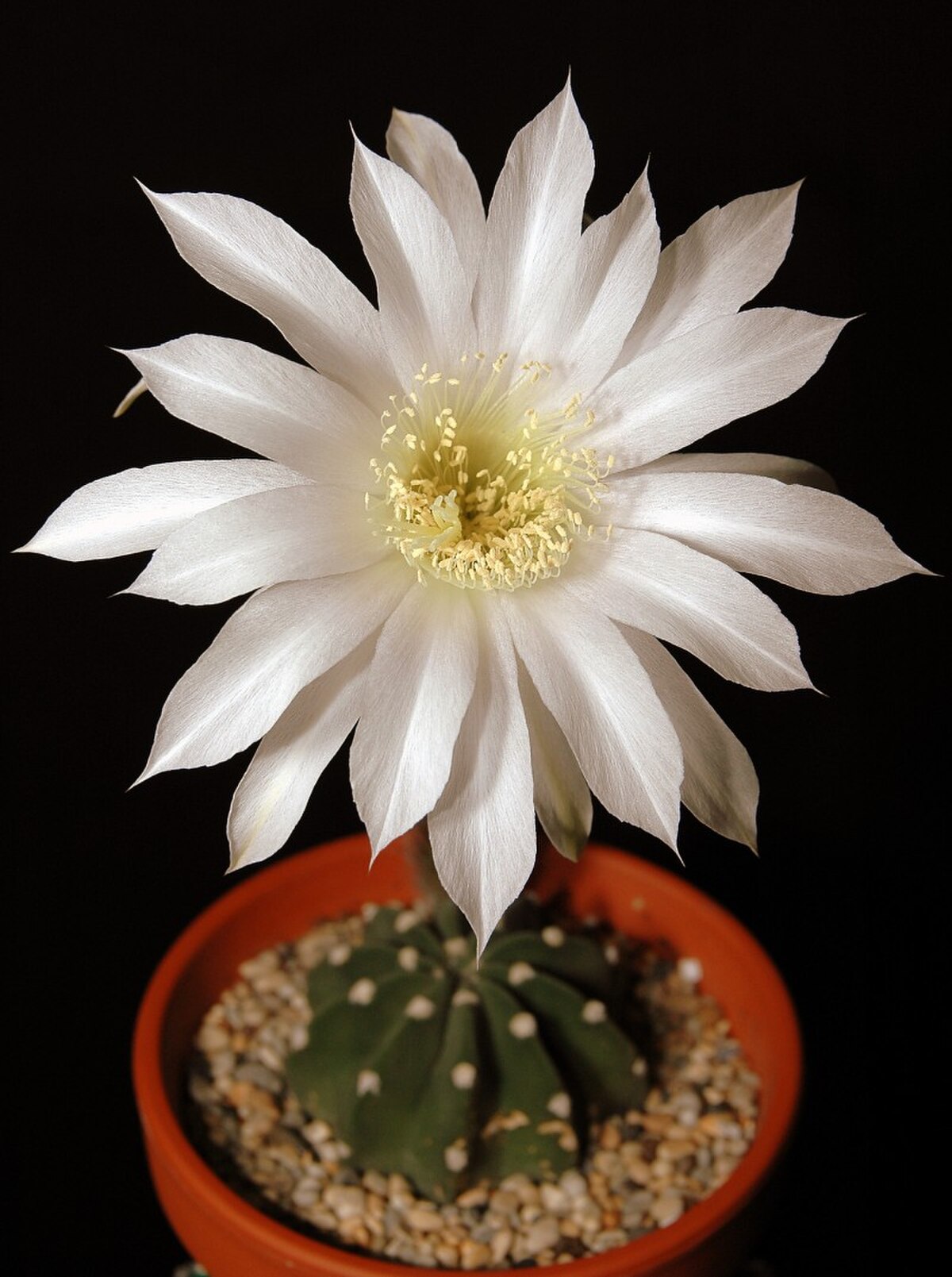 Echinopsis subdenudata
