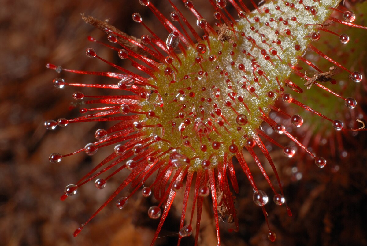 Drosera spatulata