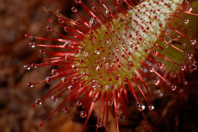 Drosera spatulata