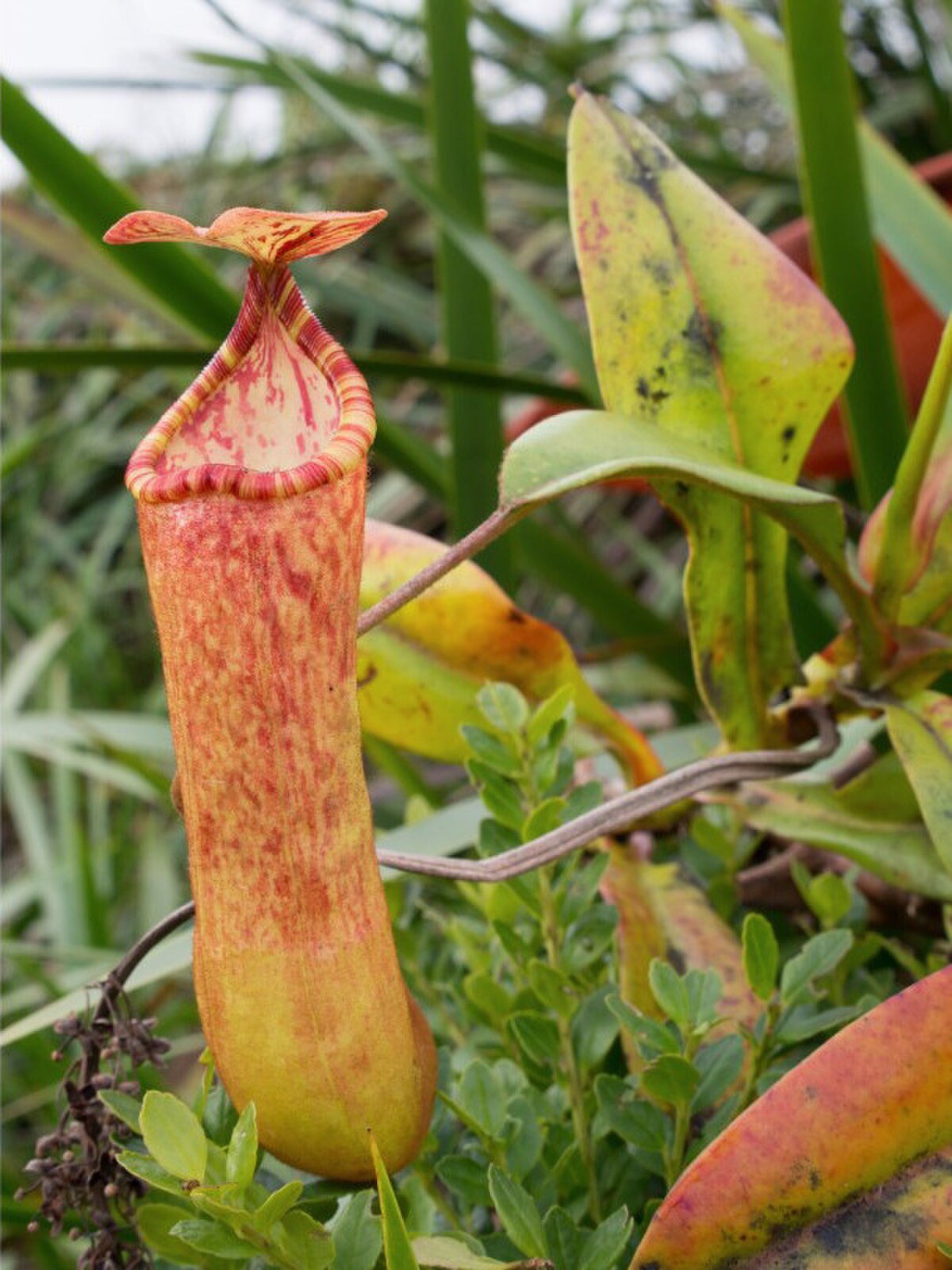 Nepenthes sumagaya