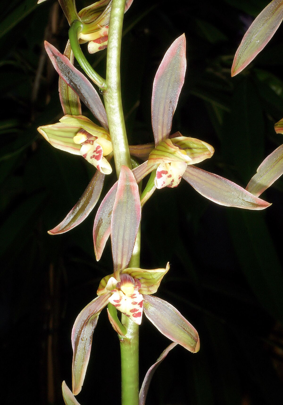 Cymbidium sinense