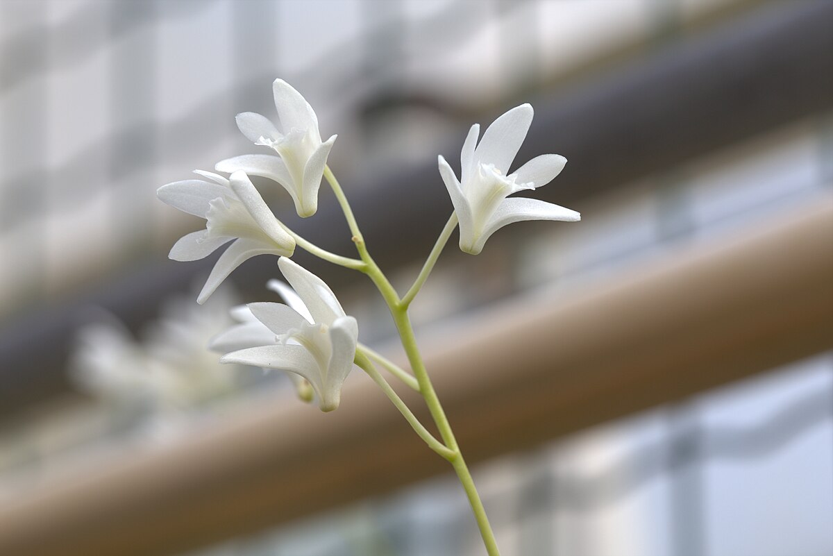 Dendrobium kingianum