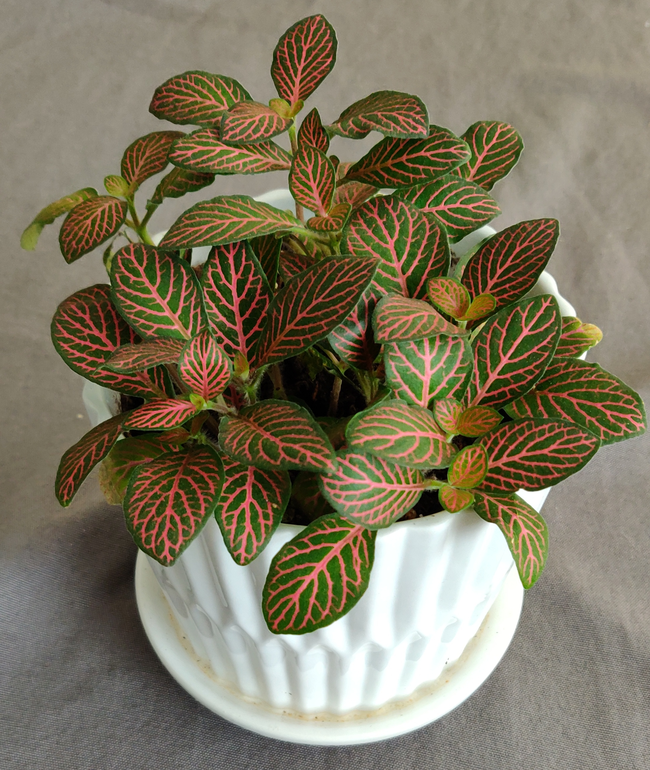Fittonia