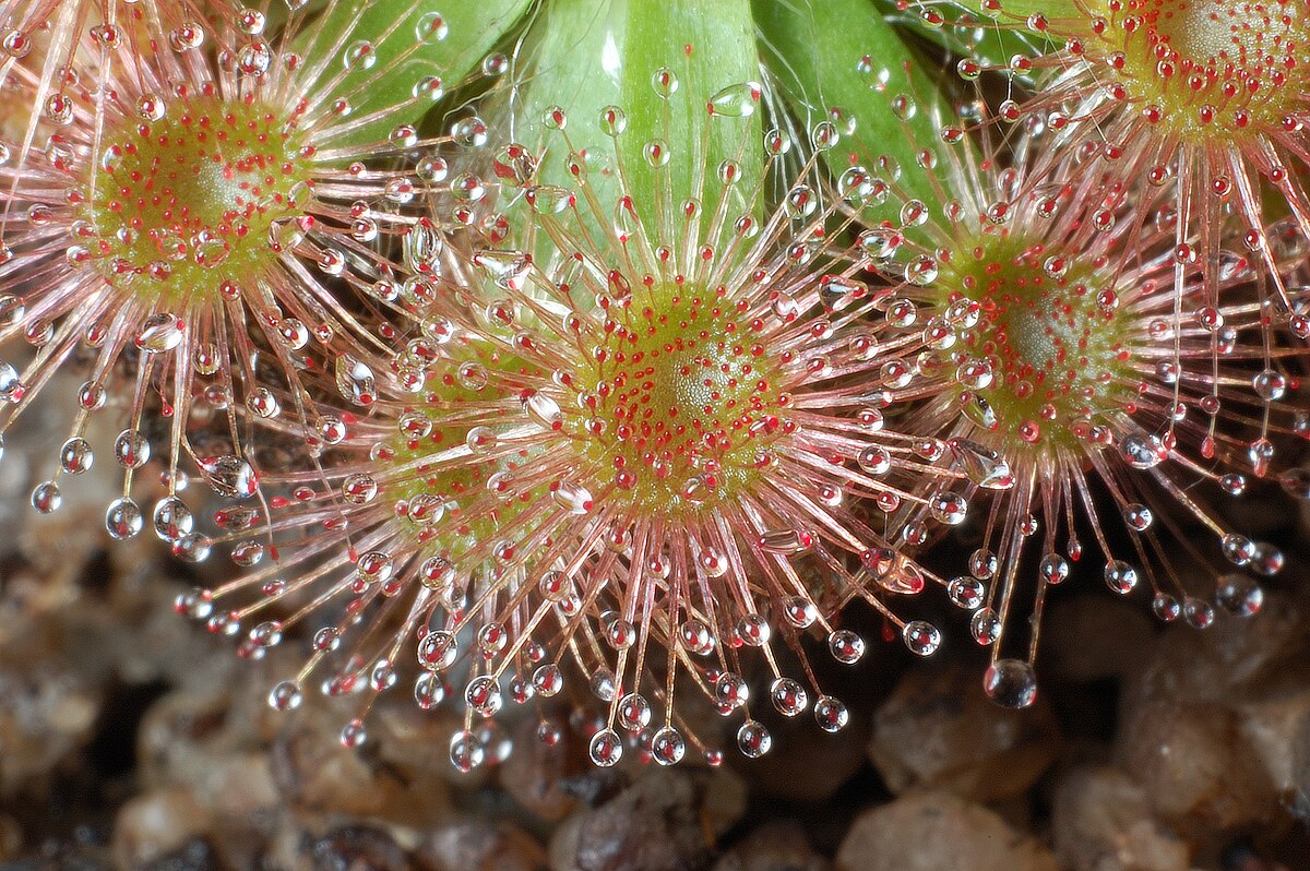Drosera pulchella