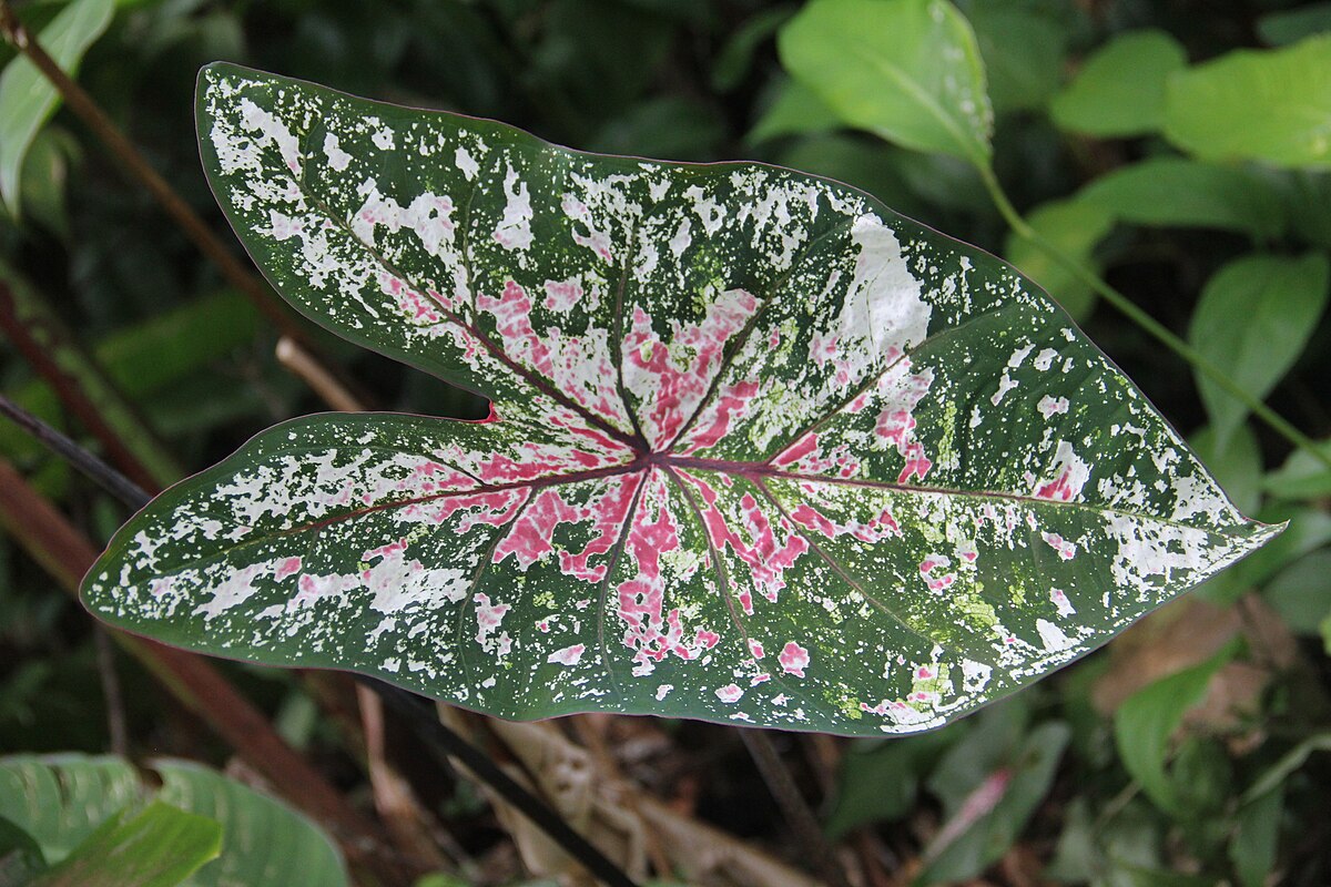 Caladium bicolor
