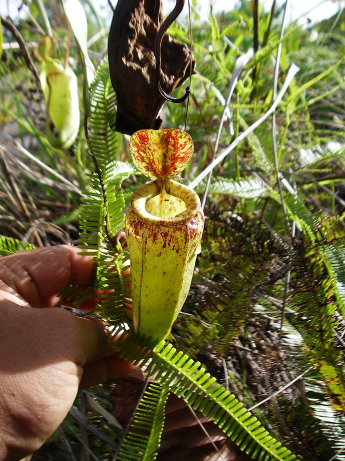 Nepenthes eustachya