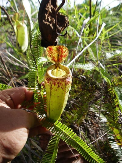 Nepenthes eustachya