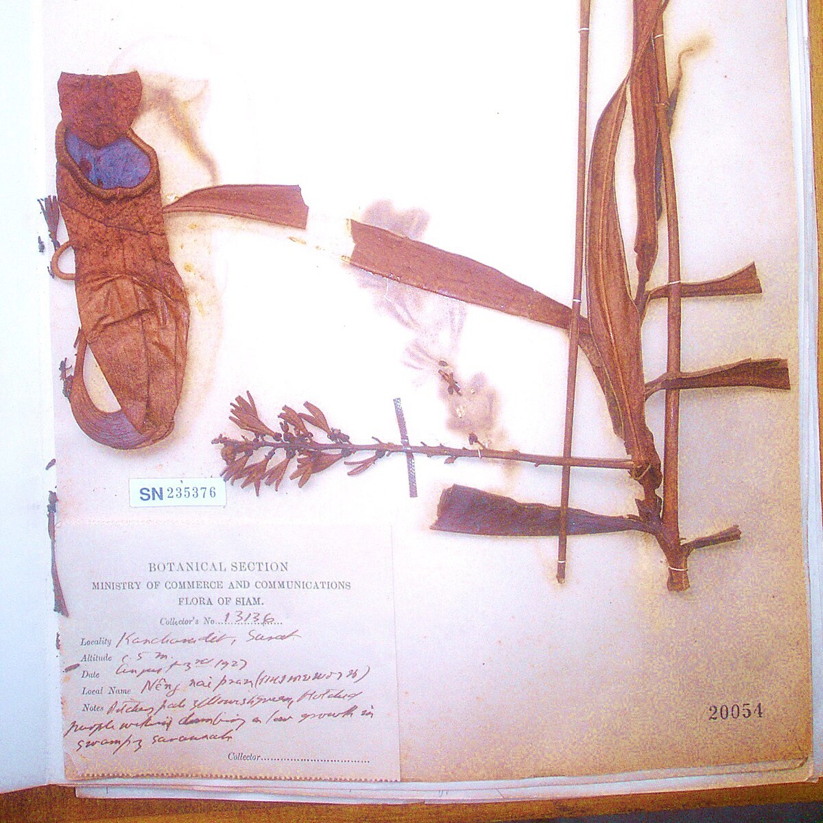 Nepenthes suratensis