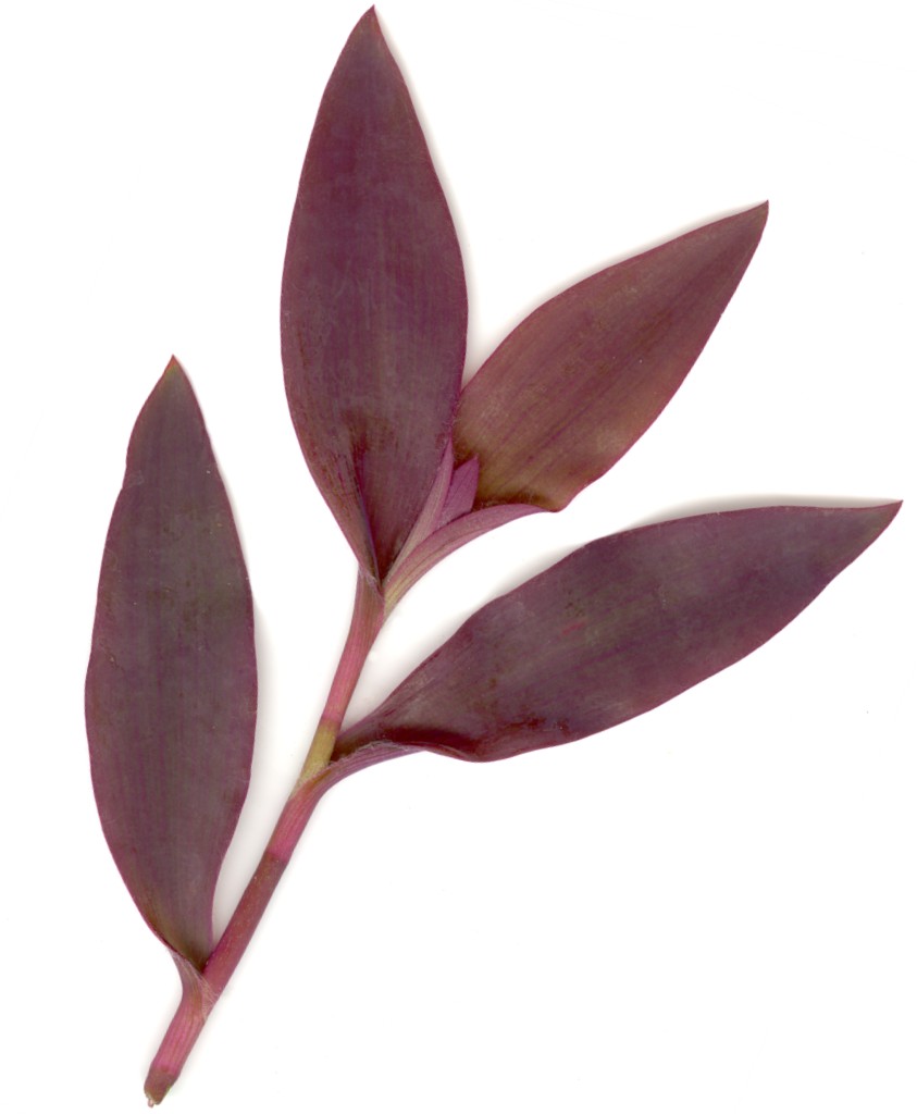 Tradescantia nanouk