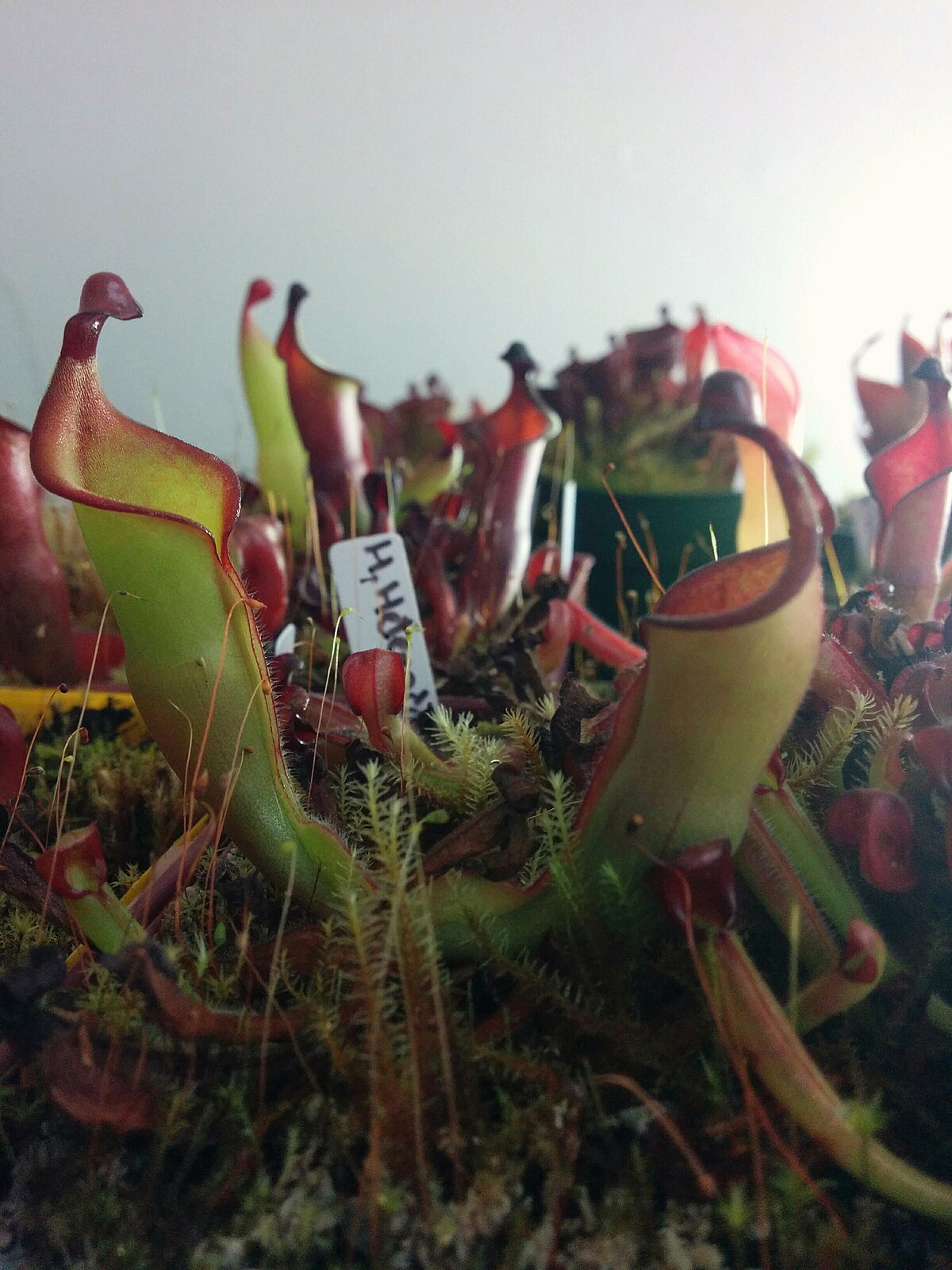 Heliamphora heterodoxa