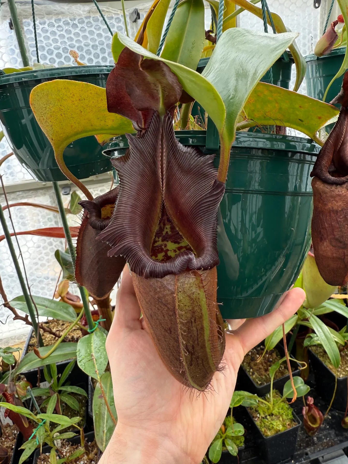 Nepenthes Nebularum
