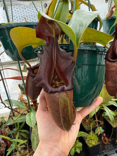 Nepenthes nebularum