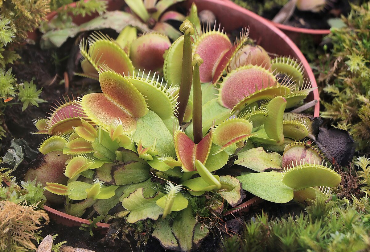 Dionaea muscipula