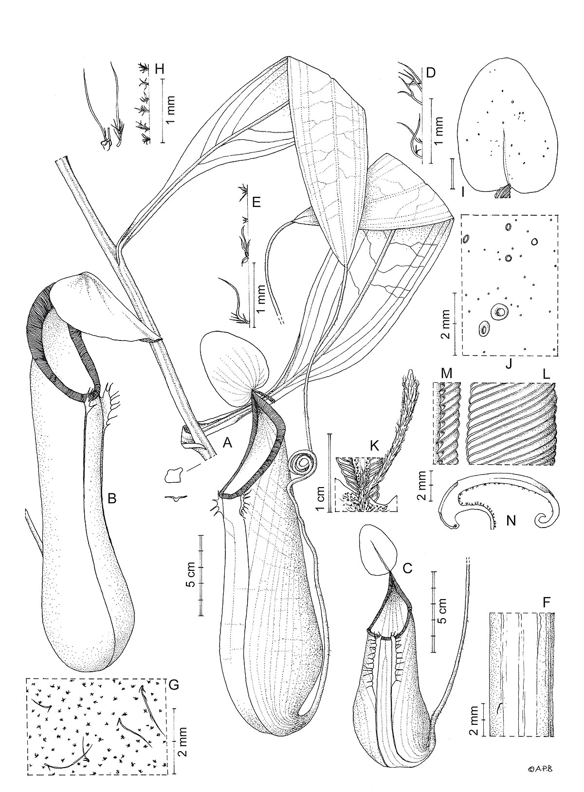 Nepenthes kitanglad