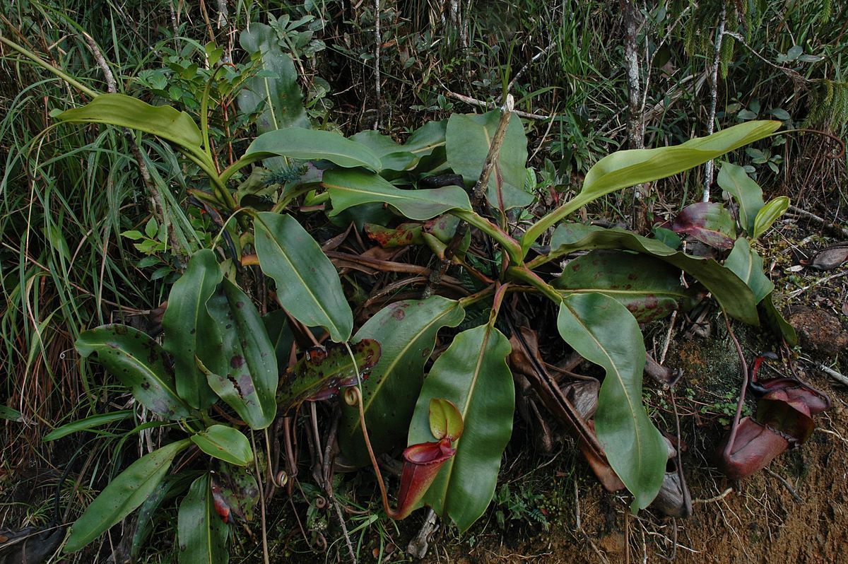 Nepenthes Rajah