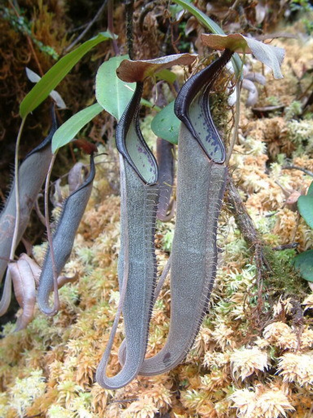 Nepenthes lingulata