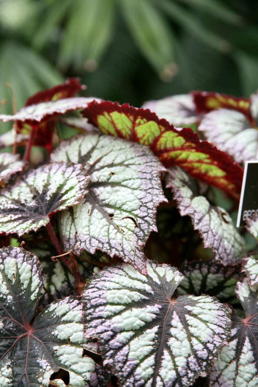 Begonia rex