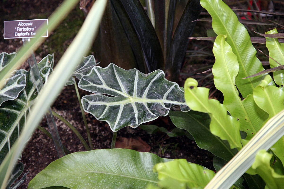Alocasia amazonica