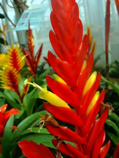Vriesea