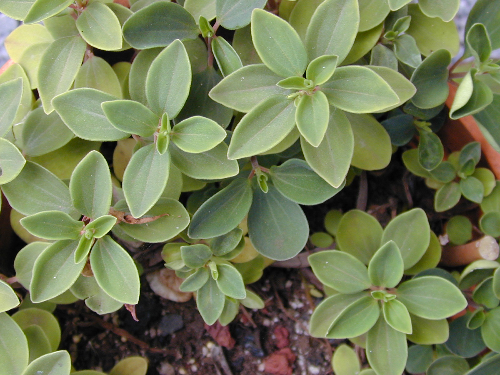 Peperomia polybotrya