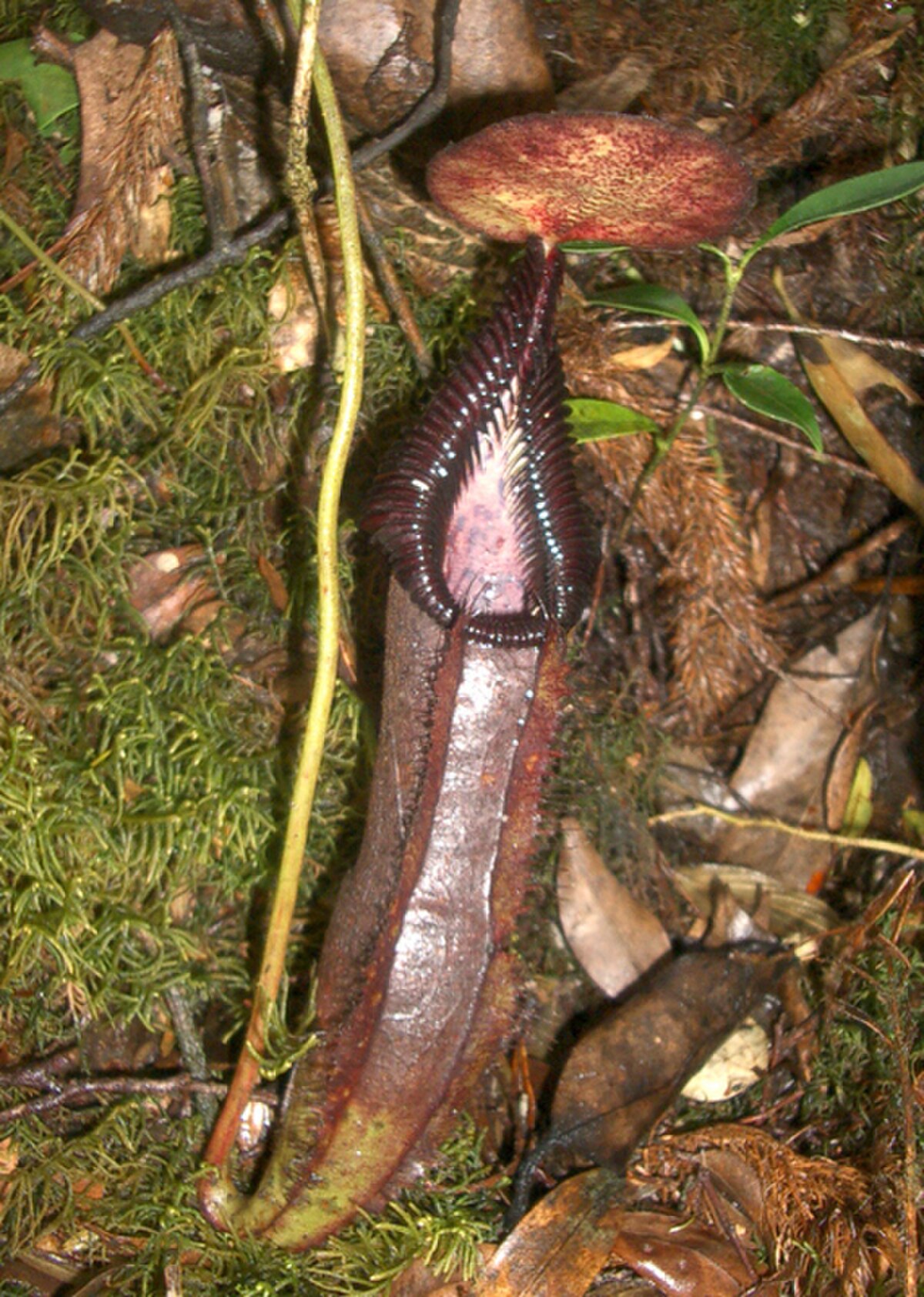 A lower pitcher of N. singalana