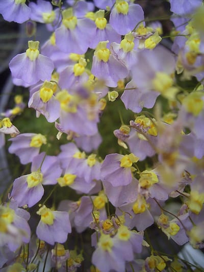Utricularia bisquamata