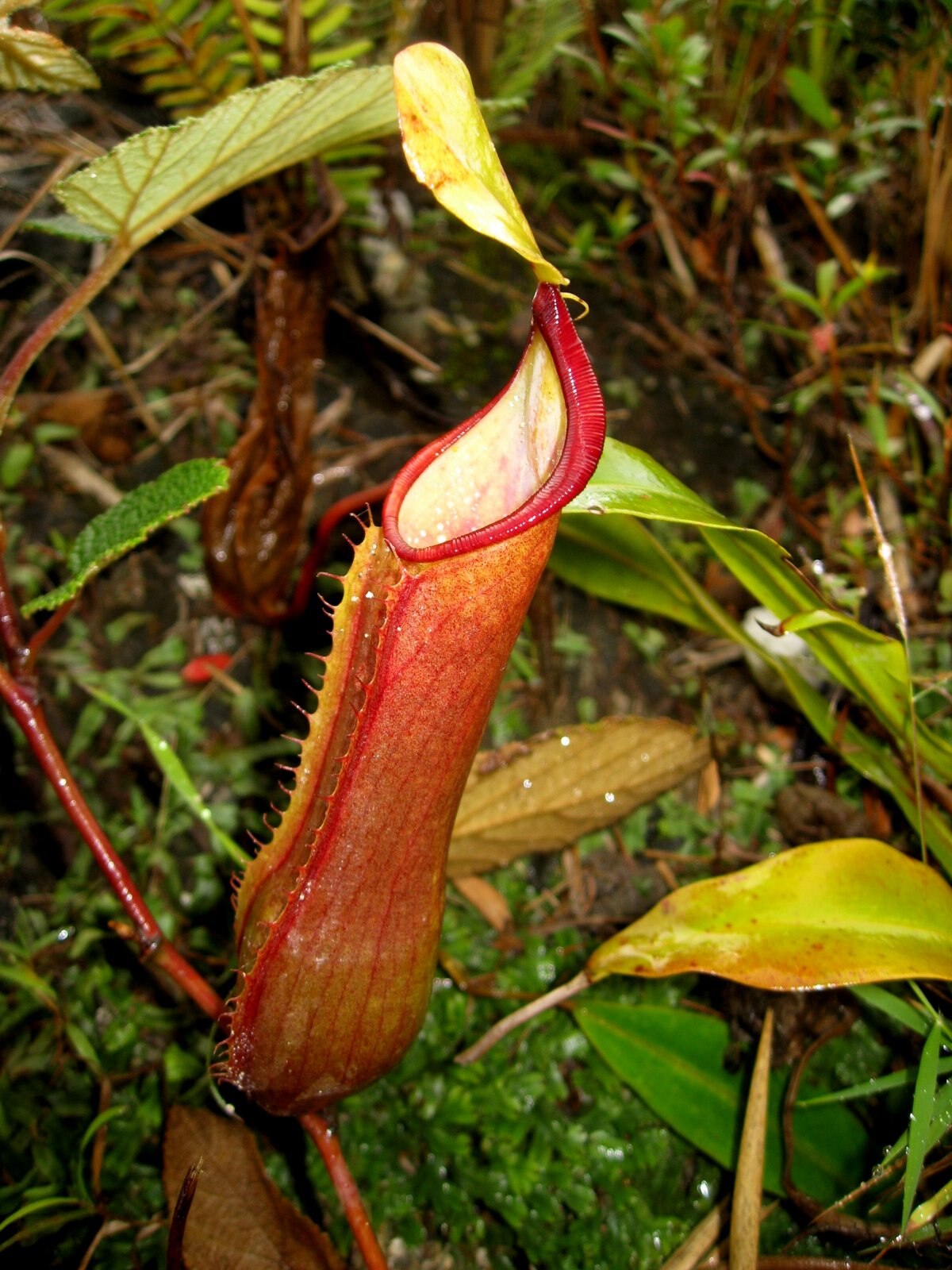 Nepenthes tobaica