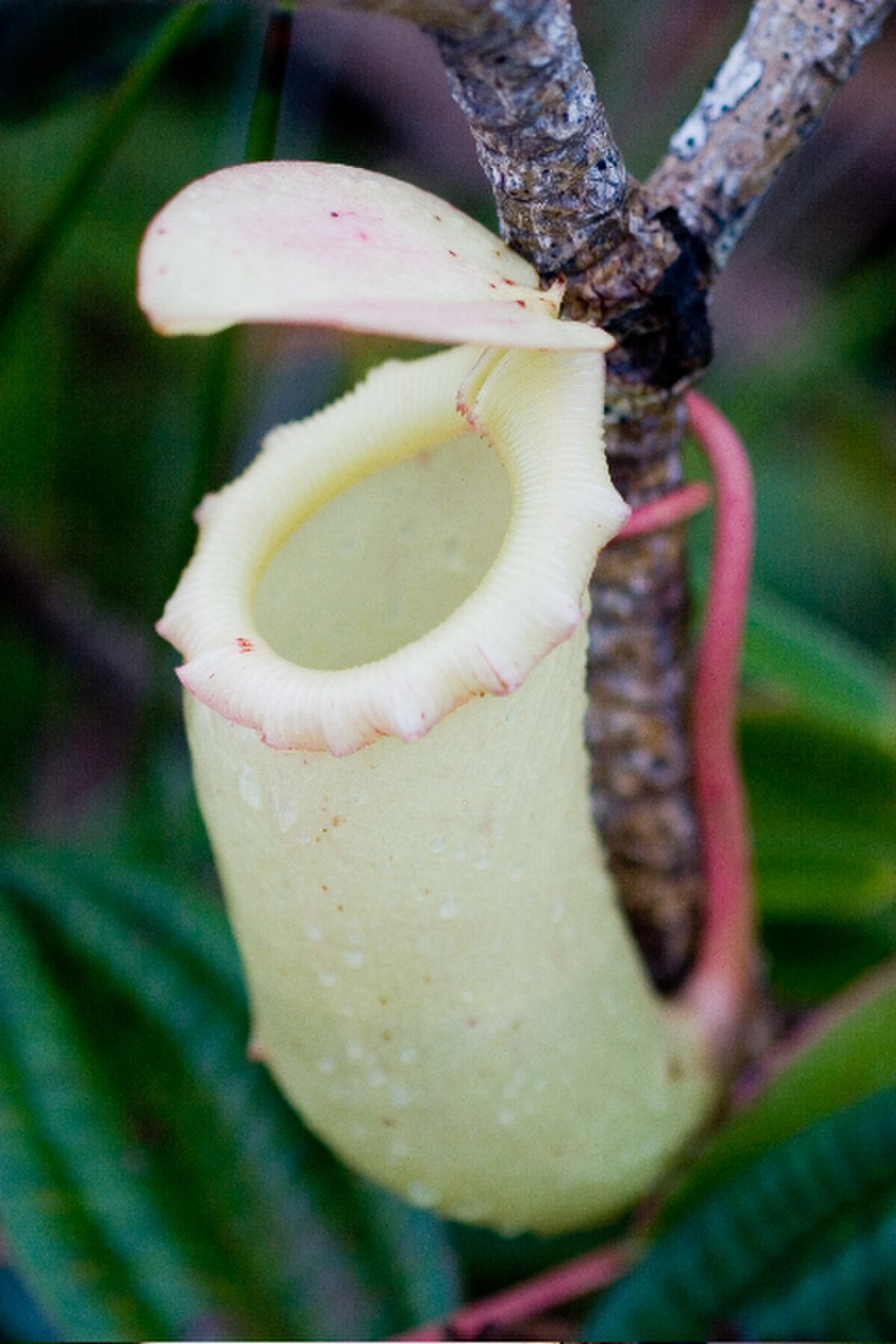 Nepenthes Sibuyanensis