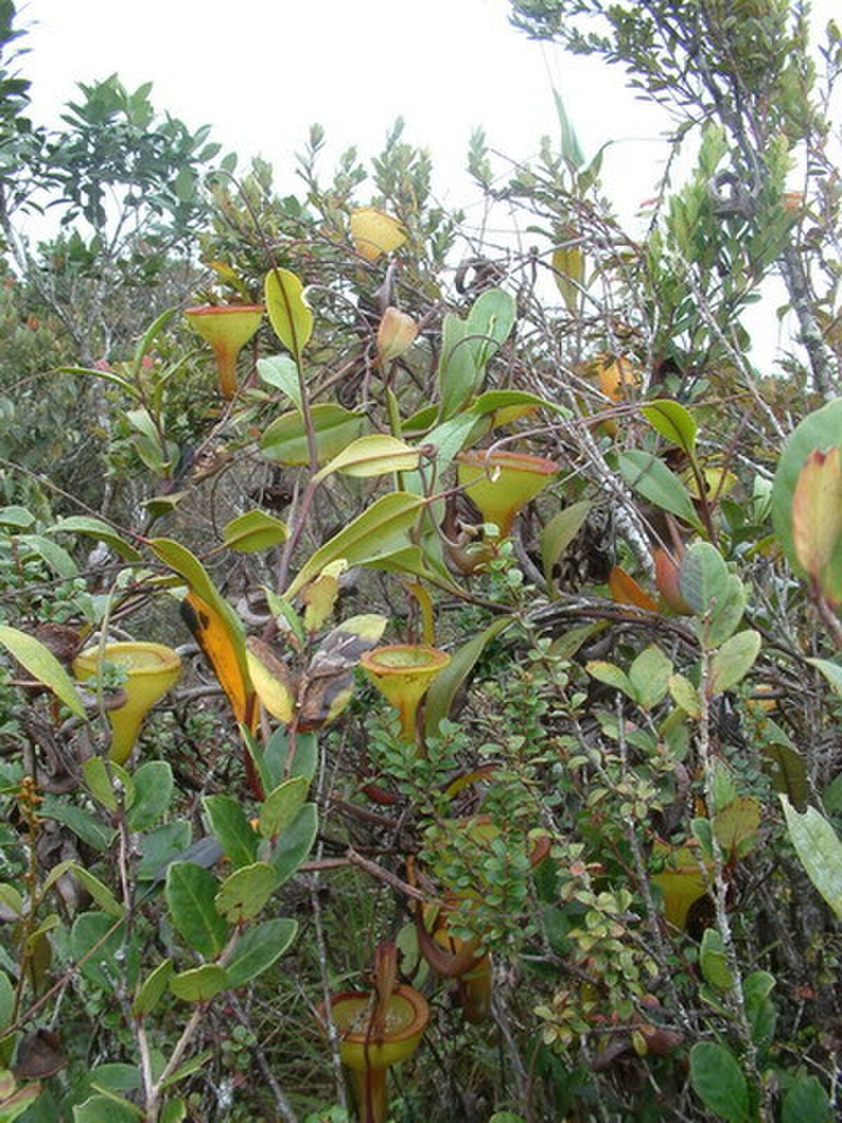 Nepenthes Jamban