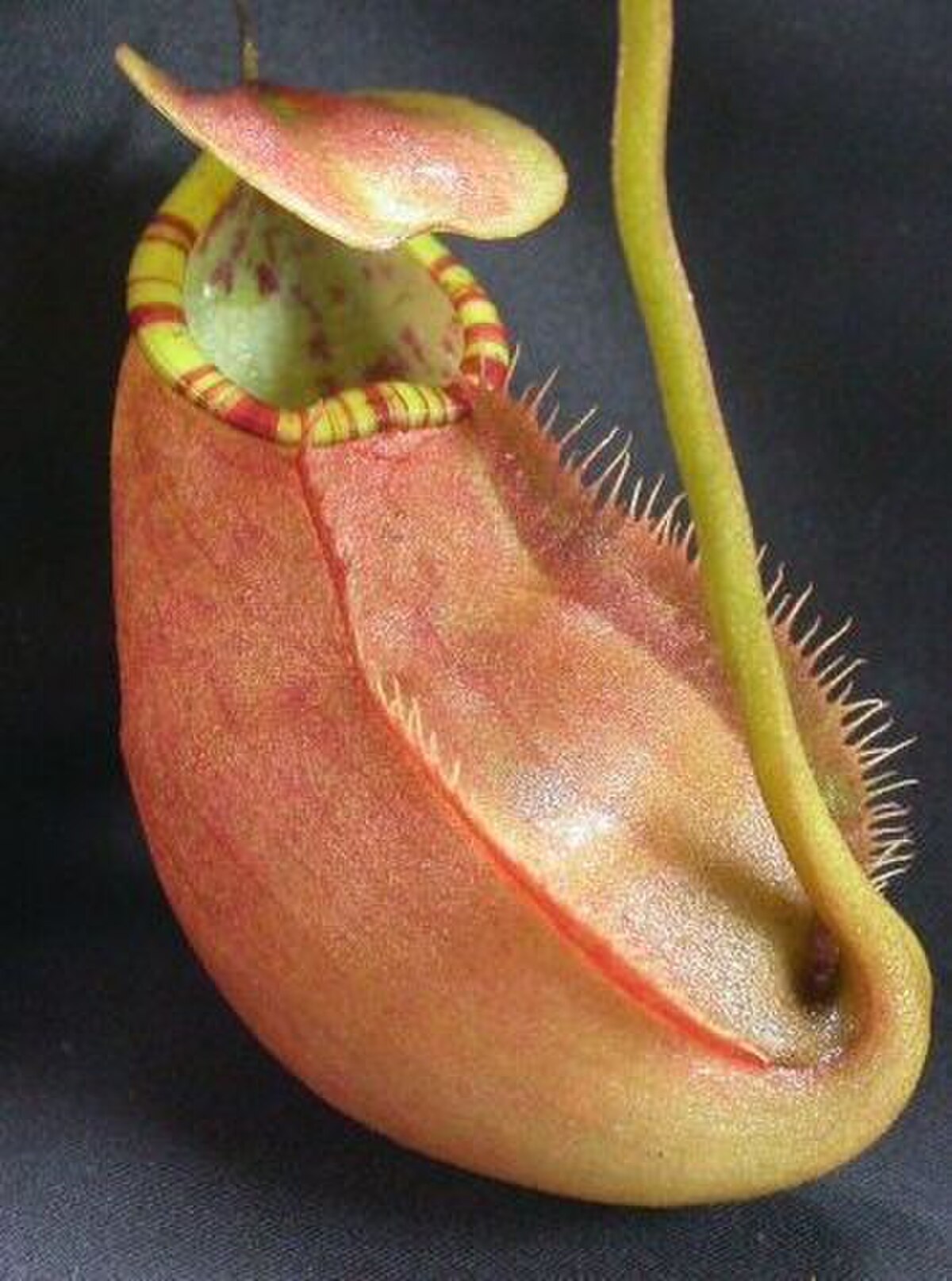 Nepenthes abalata