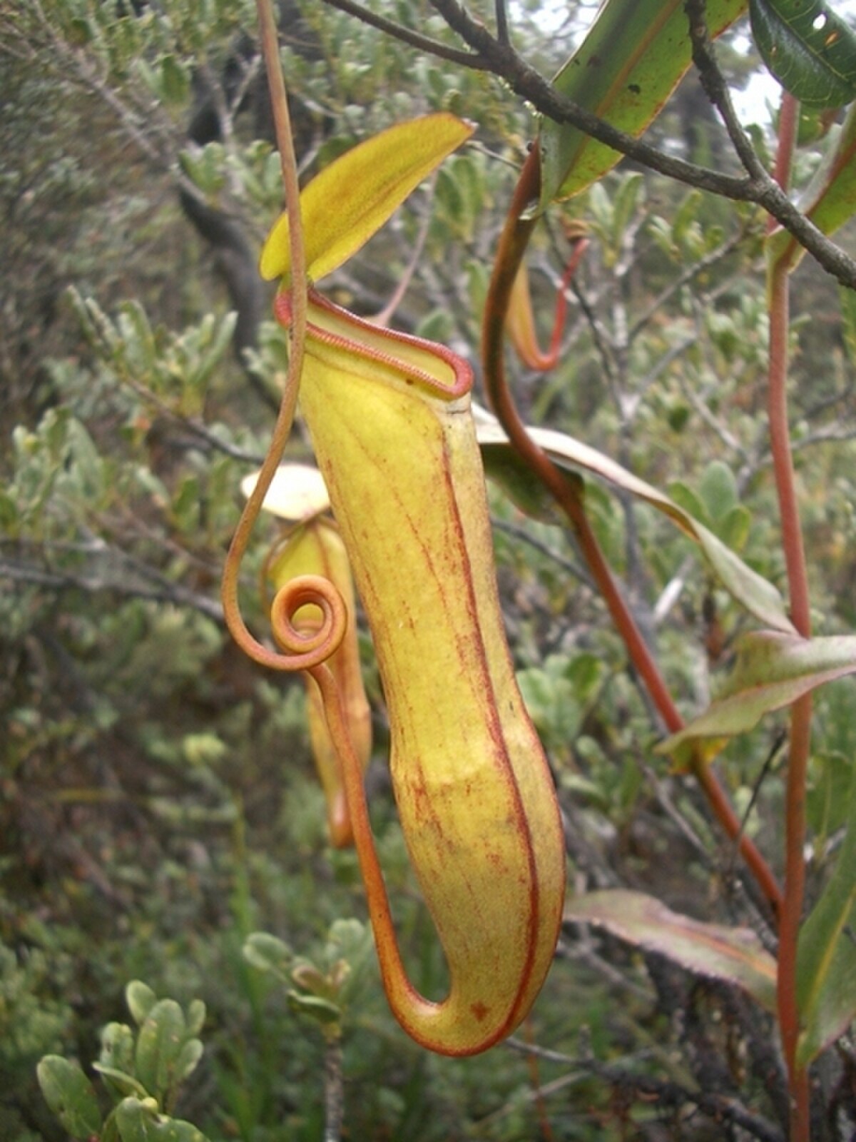 Nepenthes lamii