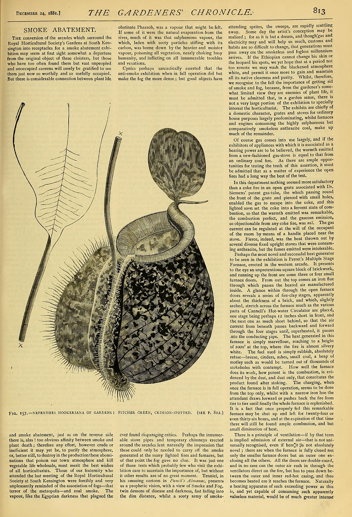 Nepenthes hookeriana