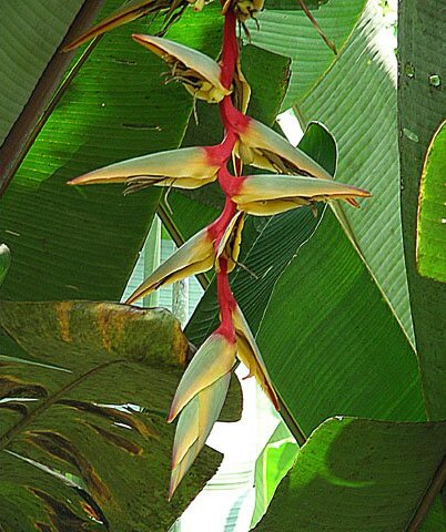 Heliconia