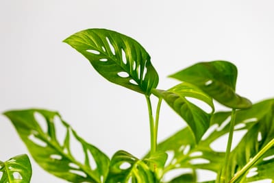 Monstera thai