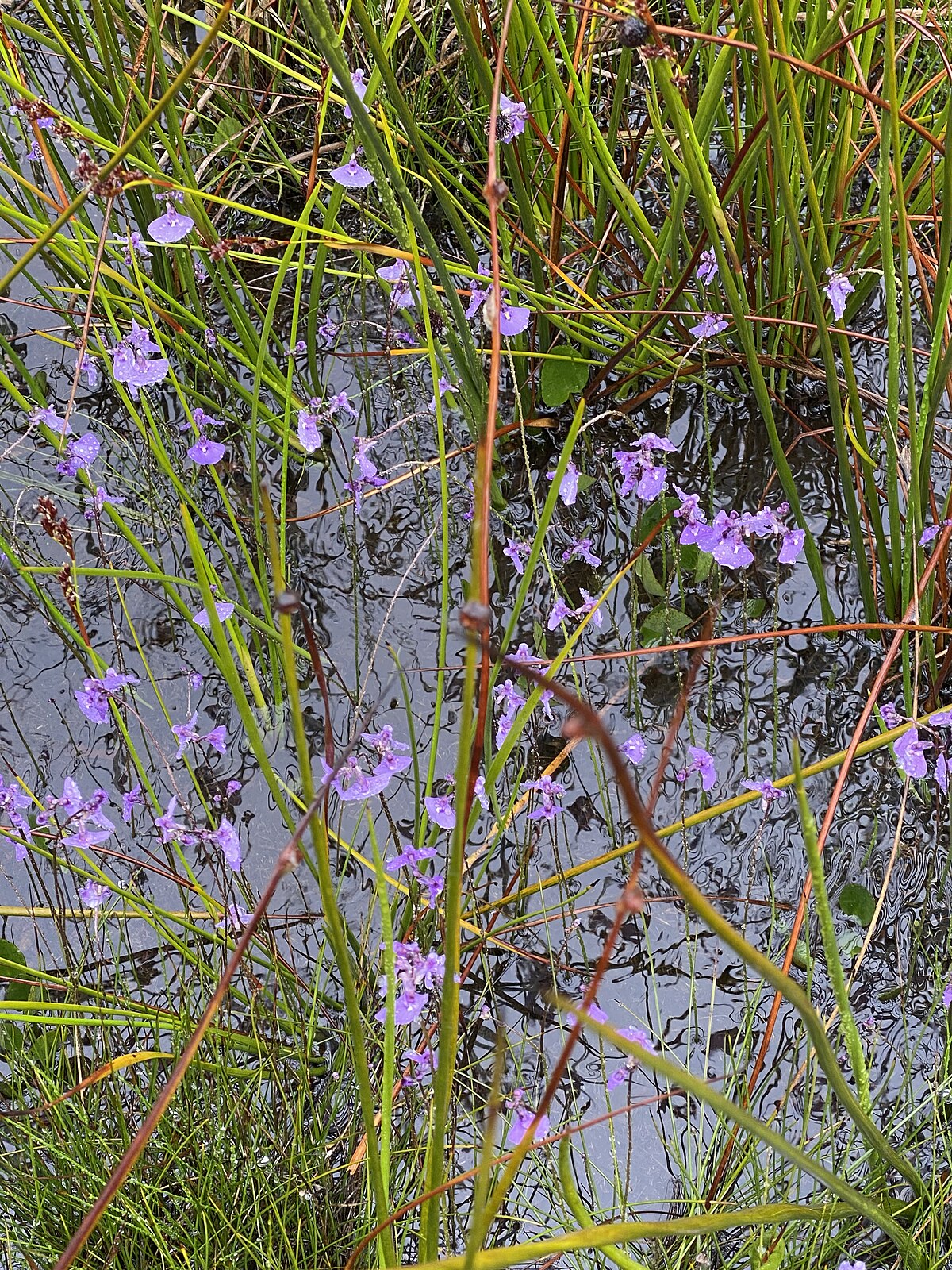 Utricularia dichotoma
