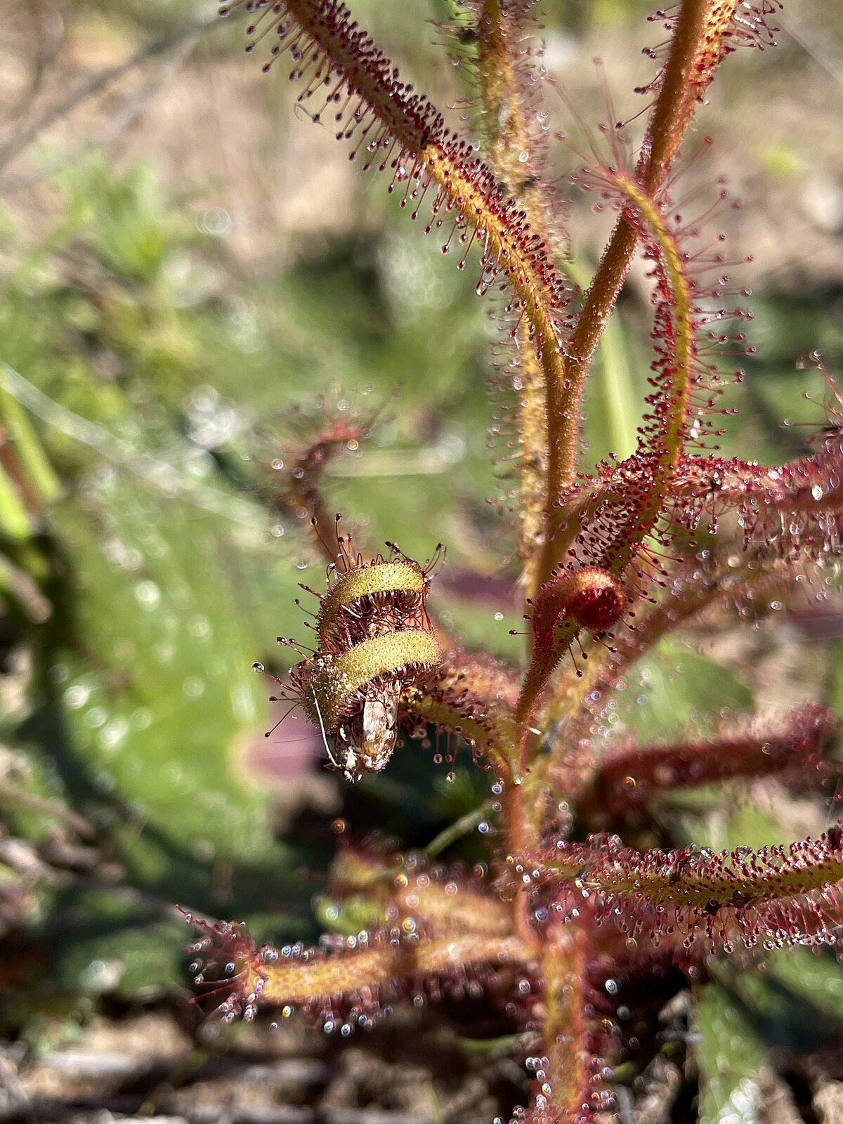 Drosera cistiflora