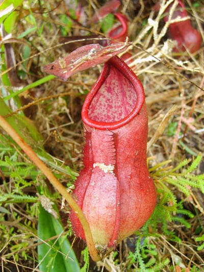 Nepenthes bokorensis