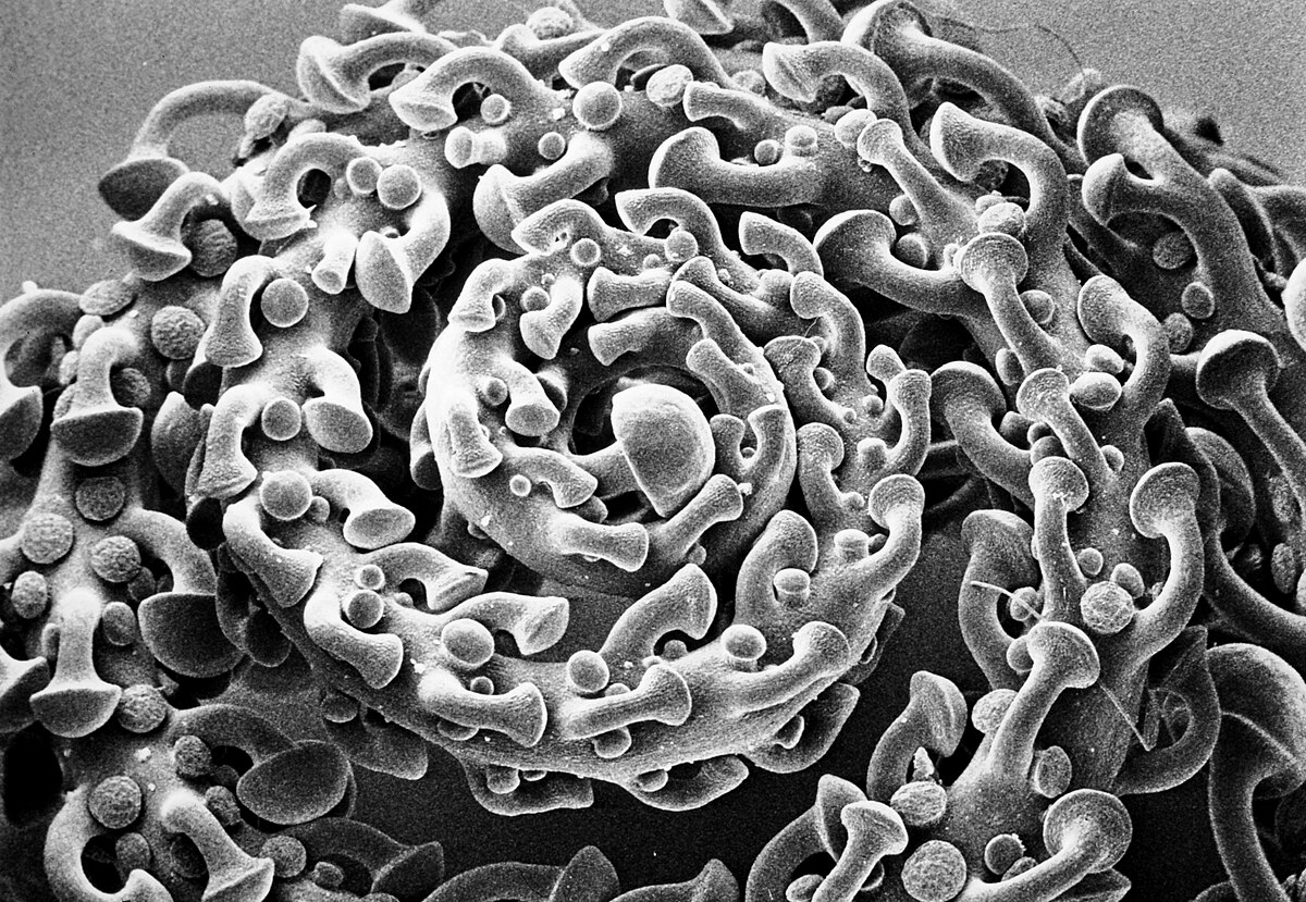 Triphyophyllum peltatum