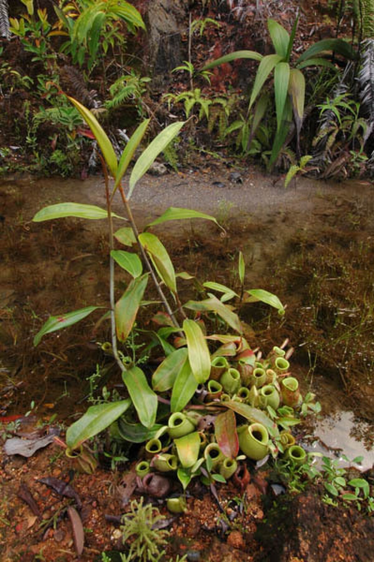 Nepenthes infauna