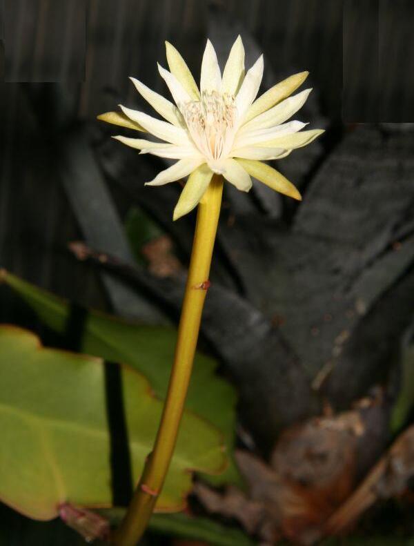 Epiphyllum