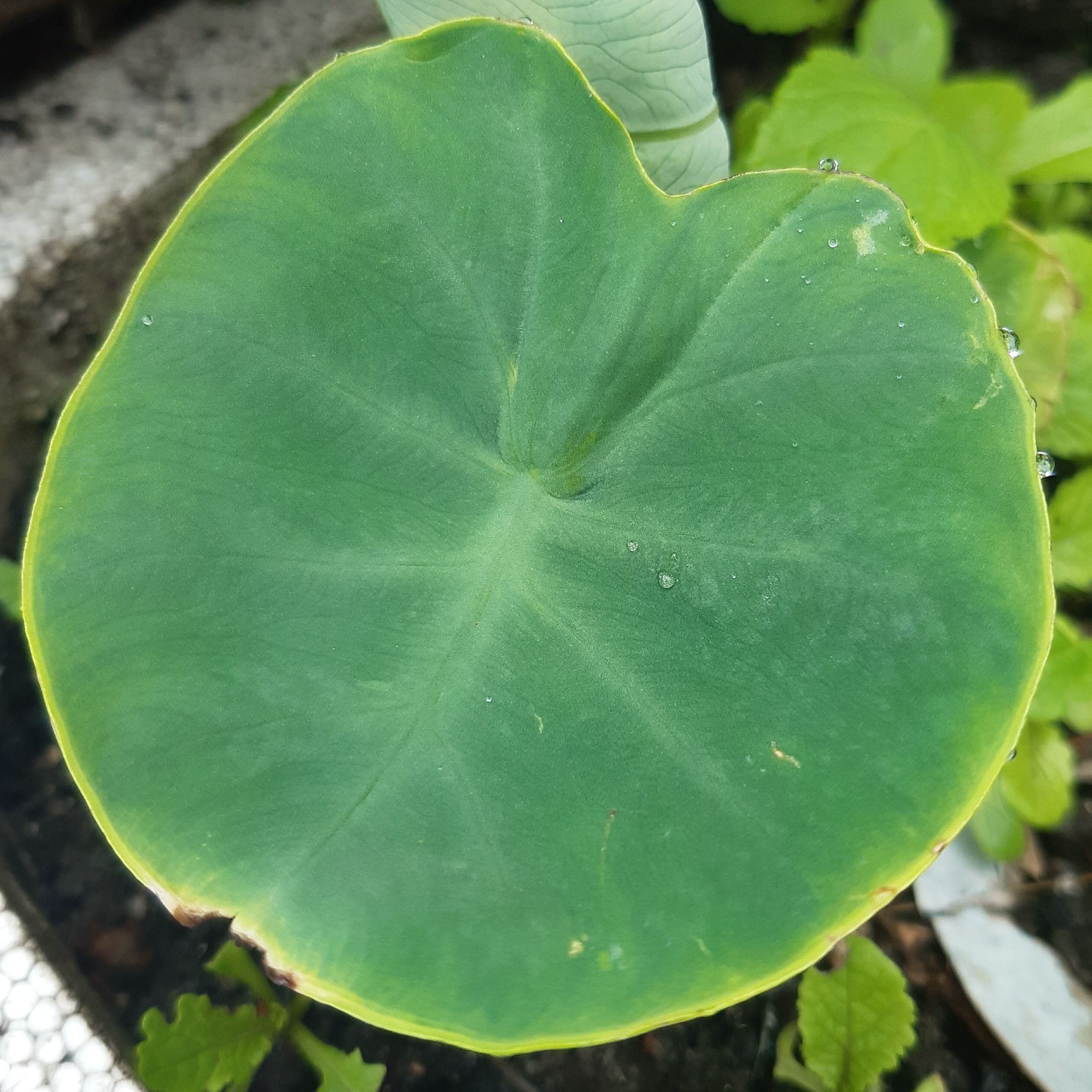 Colocasia lucky