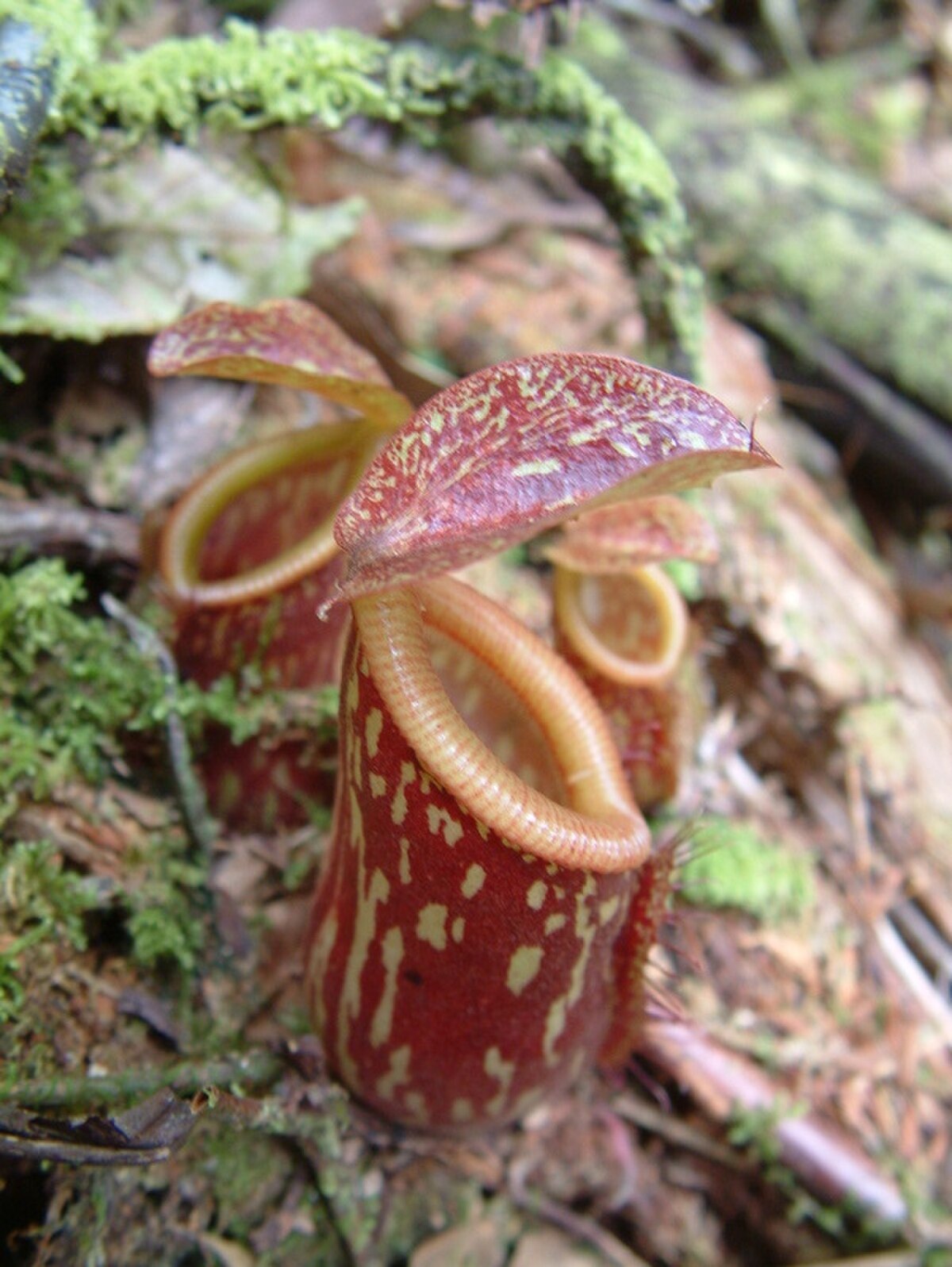 Nepenthes pitopangii