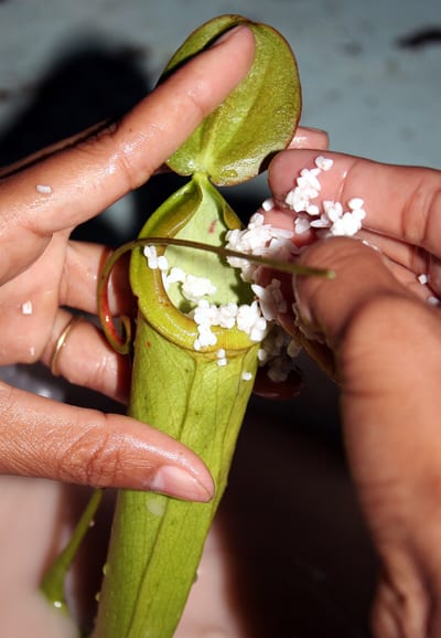 Nepenthes mirabilis