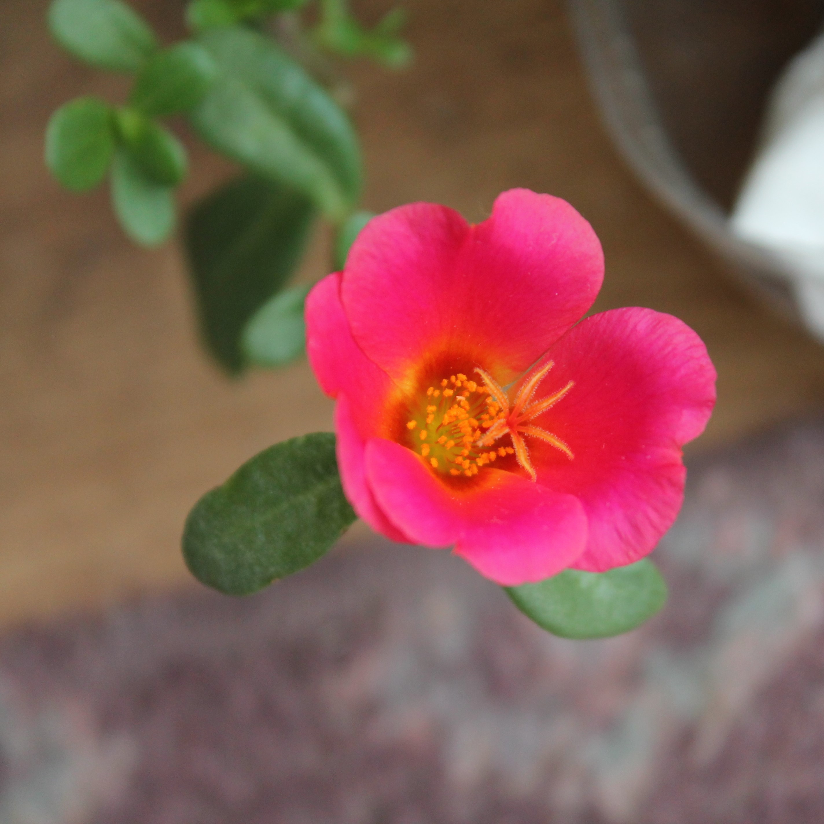 Portulaca japanese