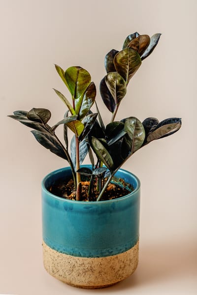 Zamioculcas zenzi