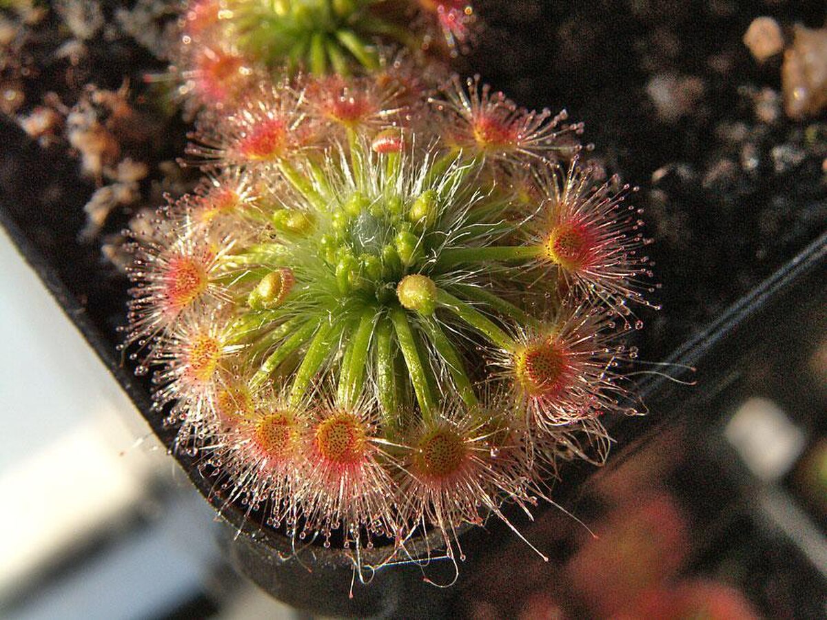 Drosera oreopodion